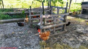 Innamorati in Viaggio in Fattoria didattica a Vigonovo 3