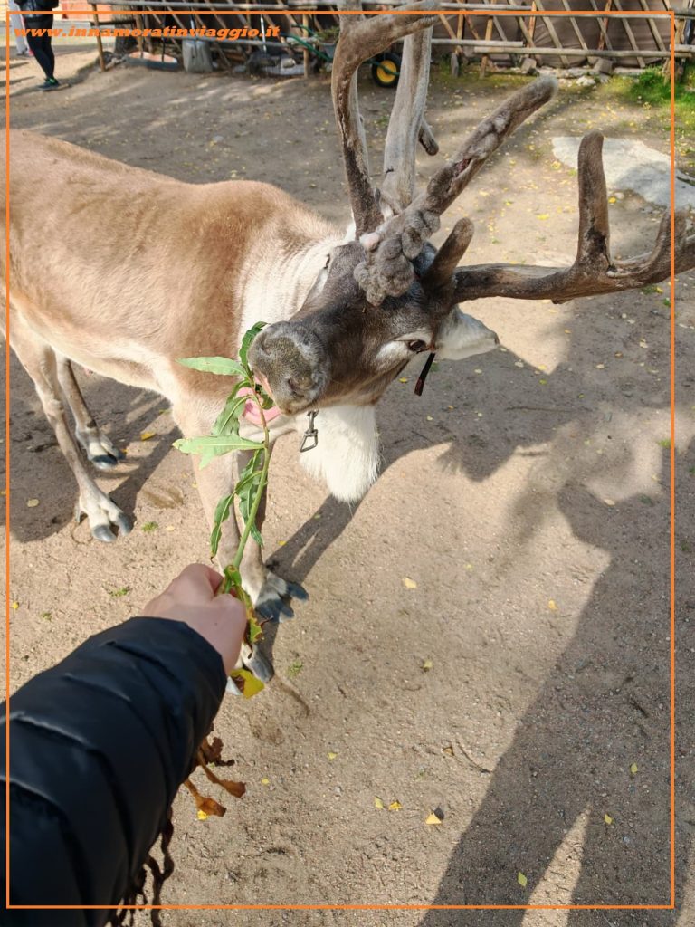 Dare da mangiare alle renne di Babbo Natale