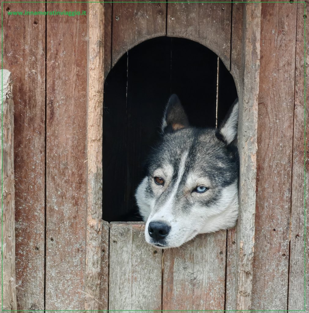 Un esemplare di husky siberiano in Finlandia