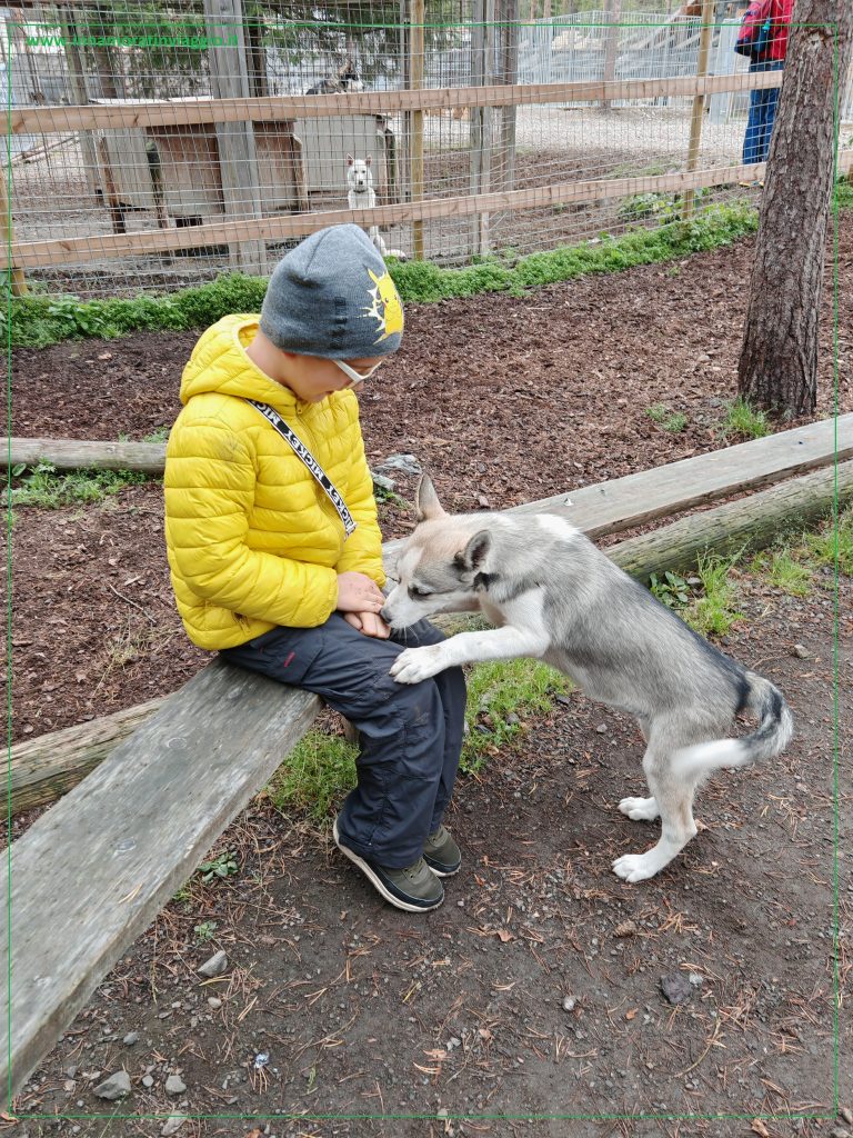 Esperienza con gli husky siberiani in Finlandia
