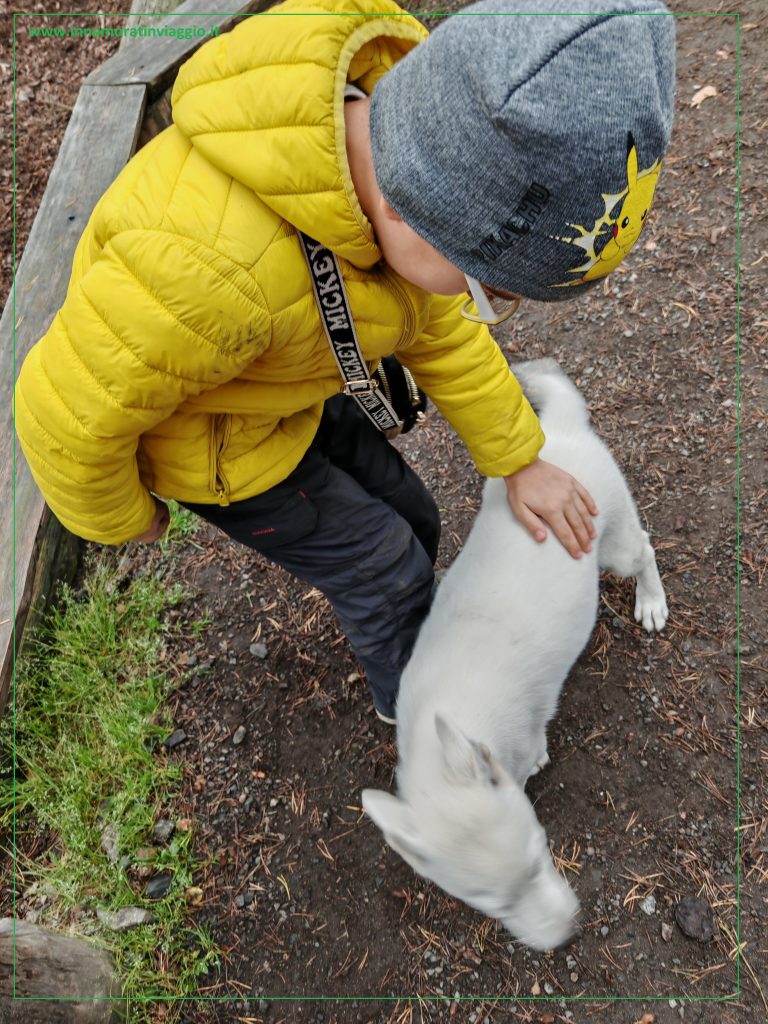 Coccole con i veri husky siberiani in Finlandia