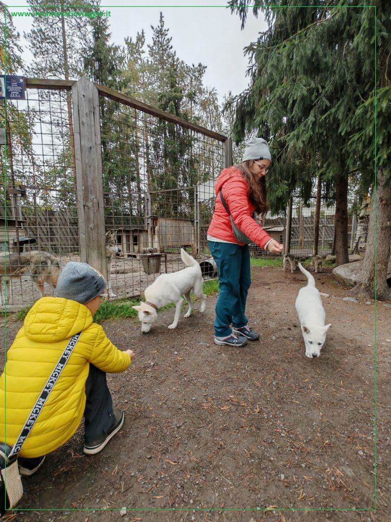 Cuccioli di husky siberiani che corrono liberi nel parco