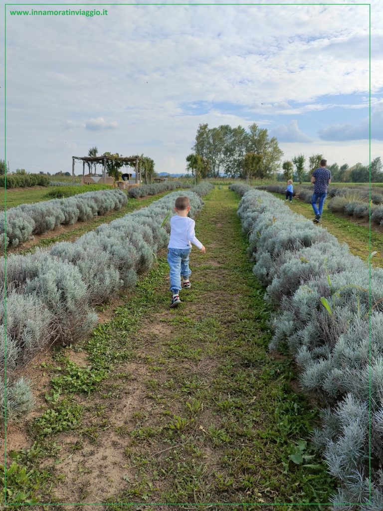 Laboratori e corsa tra la lavanda al Lavandeto della Lobbia