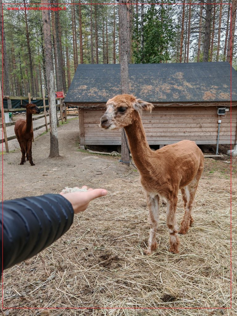 Alpaca alla fattoria degli animali di Babbo Natale 