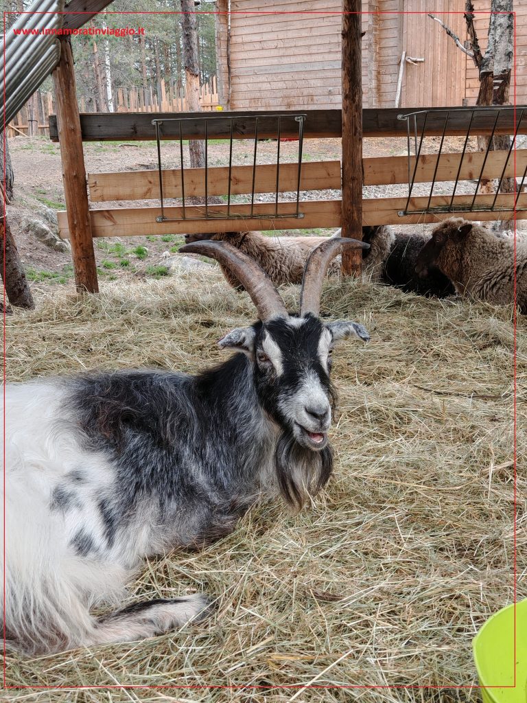 Capre alla fattoria degli animali