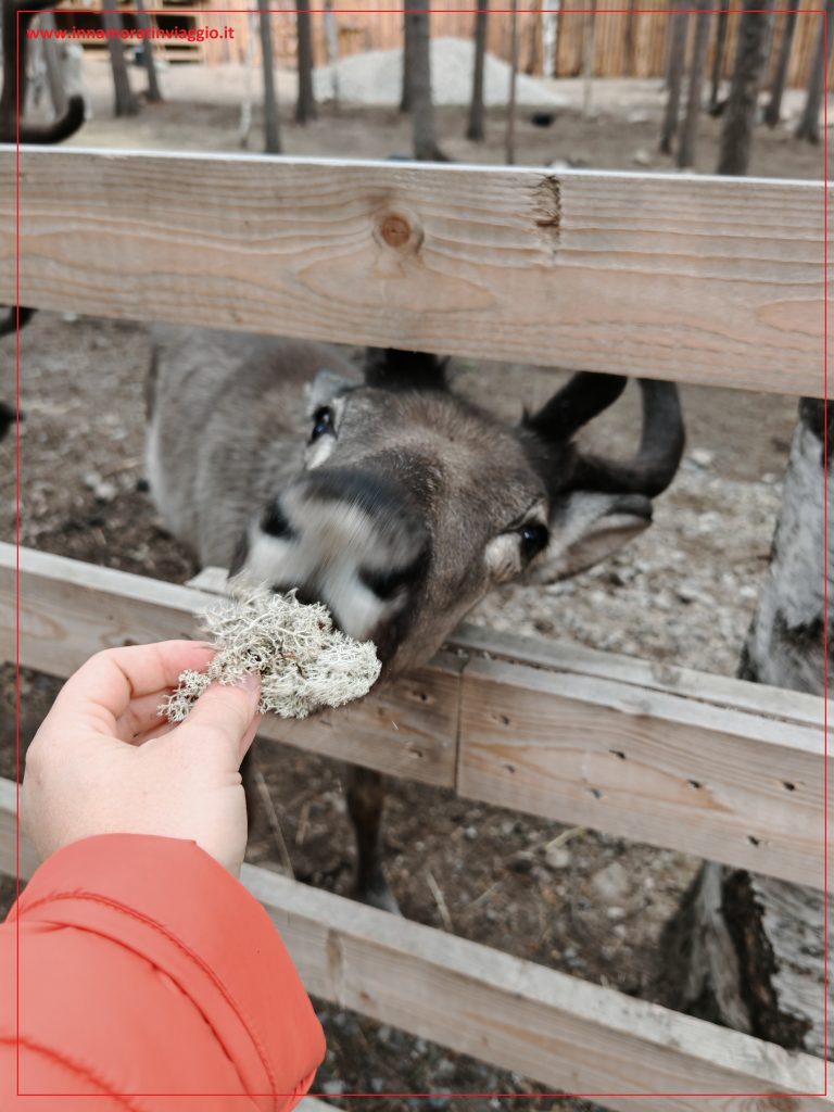 Una delle più belle attività da fare con gli animali