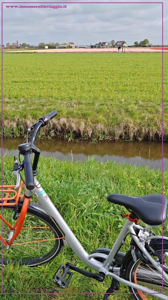 Vista sui campi di tulipani in bici
