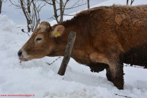 Asiago, Innamorati in Viaggio (62)