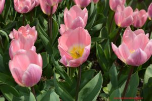 Innamorati in Viaggio, Parco Giardino Sigurtà 5