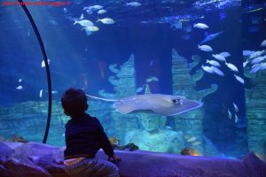 SEA LIFE Jesolo, Innamorati in Viaggio 7