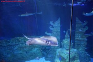 SEA LIFE Jesolo, Innamorati in Viaggio 8