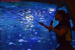 SEA LIFE Jesolo, Innamorati in Viaggio 11