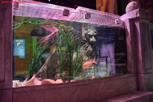 SEA LIFE Jesolo, Innamorati in Viaggio 3
