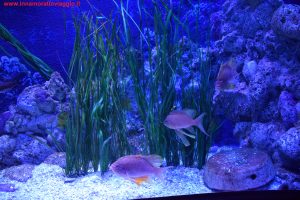 SEA LIFE Jesolo, Innamorati in Viaggio 5