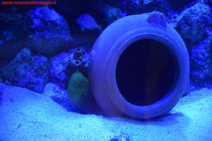 SEA LIFE Jesolo, Innamorati in Viaggio 16