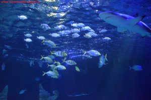 SEA LIFE Jesolo, Innamorati in Viaggio 10