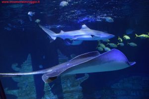 SEA LIFE Jesolo, Innamorati in Viaggio 9