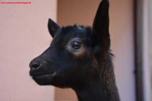 Pasqua in Trentino, Fiera di Primiero, Innamorati in viaggio (2)