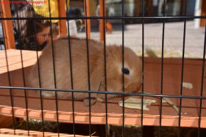 Pasqua in Trentino, Fiera di Primiero, Innamorati in viaggio (4)