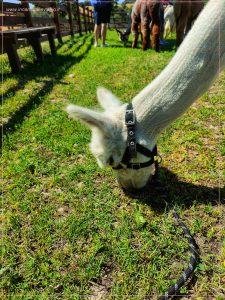 Passeggiata con gli alpaca in Lazio