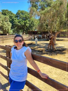 Visita all'allevamento Piani degli Alpaca