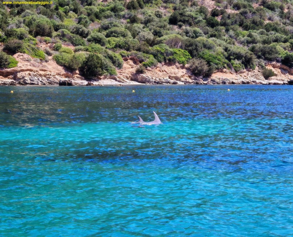 Avvistamento dei delfini a Golfo Aranci