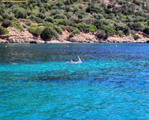 Avvistamento dei delfini a Golfo Aranci