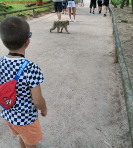 La Montagne des singes in Alsazia